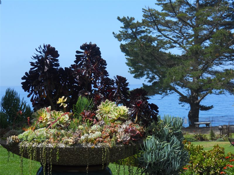 Planting Design, Colors
Garden Design
Landscaping Network
Calimesa, CA