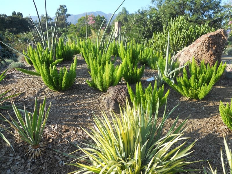 Planting Design
Garden Design
Landscaping Network
Calimesa, CA