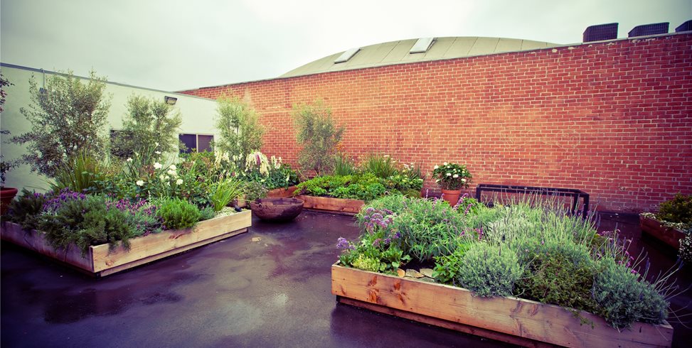 Planting Design
Landscaping Network
Calimesa, CA