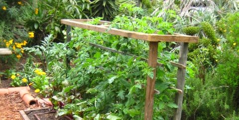 Planting Design
Landscaping Network
Calimesa, CA