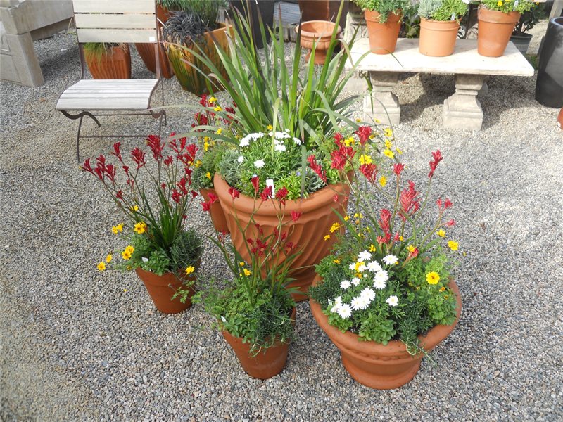 Planting Design
Garden Design
Landscaping Network
Calimesa, CA