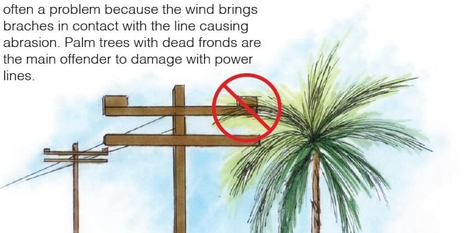 Planting Mistake 3
Landscaping Network
Calimesa, CA