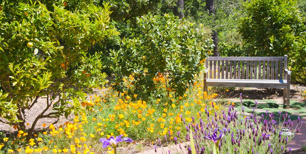 Poppies, Citrus Trees, Weathered Wood Bench
Ecotones Landscapes
Cambria, CA