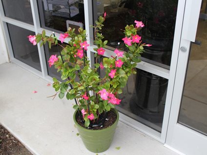 Problem Solving Plant Cage
Global Garden Friends
Santa Rosa, CA