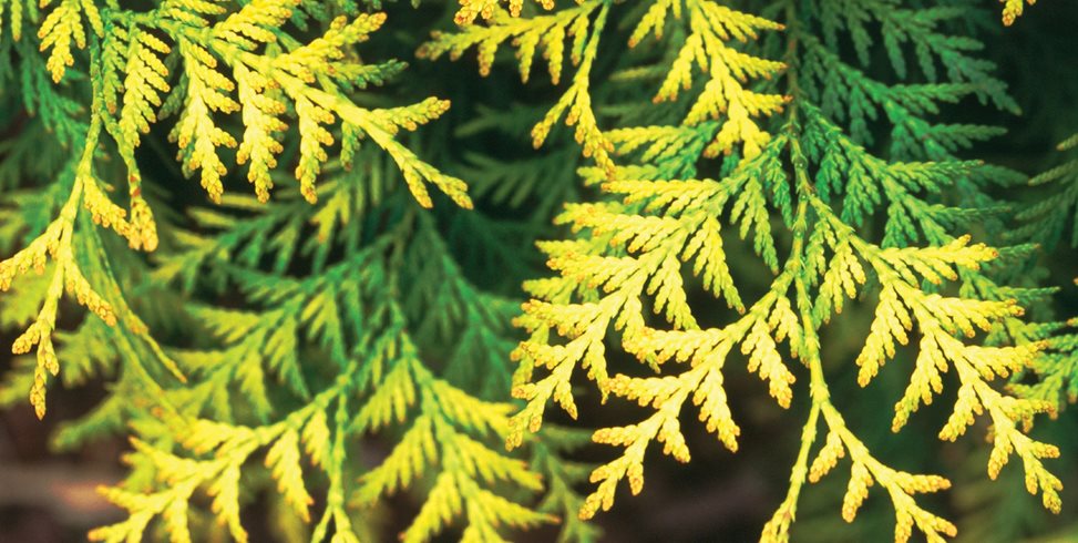 Before defining edges and adding mulch