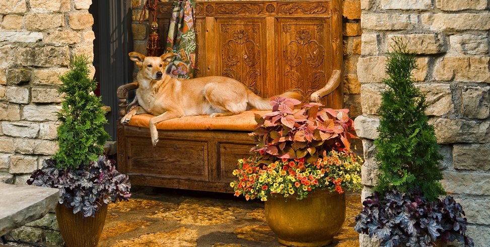 skirting effect on shrubs