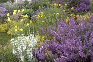 Purple Yellow Xeriscape Blooms
J&S Landscape
Longmont, CO