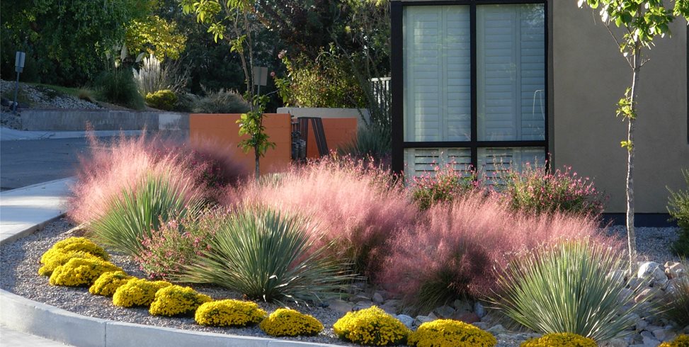 Quercus
Albuquerque, NM