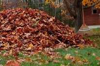 Rake Leaves Pile
Landscaping Network
Calimesa, CA