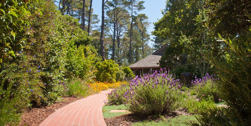 Red Brick Walkway, Blooming Lavender
Ecotones Landscapes
Cambria, CA