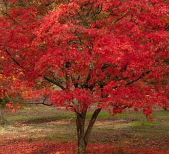 Red Maple, Fall Tree
flickr