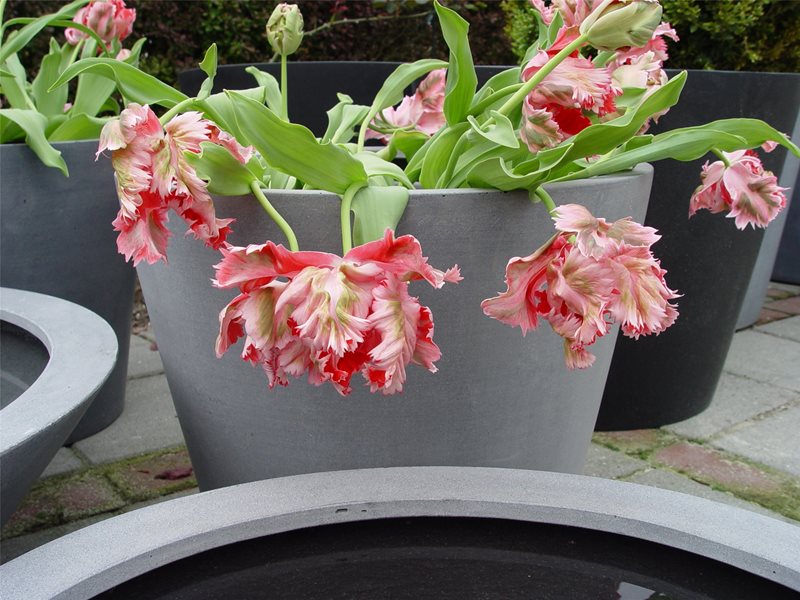 Red Parrot Tulips, Pink Parrot Tulips, Container Plant
Garden Design
Maureen Gilmer
Morongo Valley, CA
