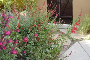 Salvia
Maureen Gilmer
Morongo Valley, CA