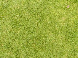 seashore paspalum