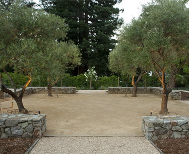Olive Trees
