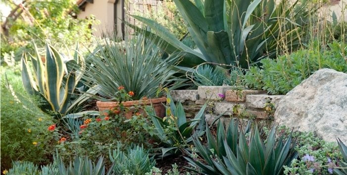 Spanish Plants
Sandy Koepke Interior Design
Los Angeles, CA