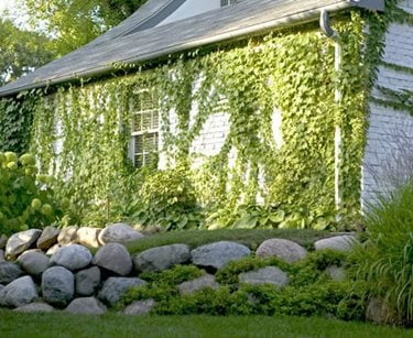 Stacked Stone Wall
Romani Landscape Architecture
Glencoe, IL
