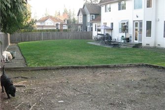 backyard before renovation
