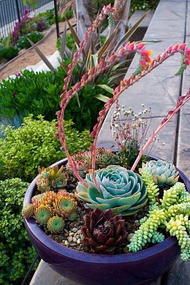 Succulent Container Garden
Garden Design
Revive Landscape Design
San Diego, CA