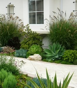 Succulent Garden Path Combo