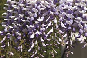 Front Yard Landscaping
The Green Scene
Chatsworth, CA