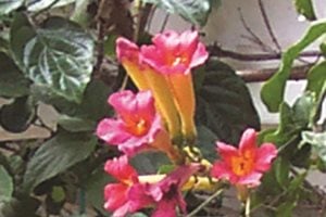 The Green Scene
Chatsworth, CA