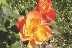 The Green Scene
Chatsworth, CA