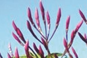 The Green Scene
Chatsworth, CA