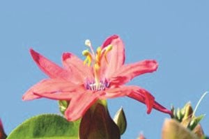 The Green Scene
Chatsworth, CA