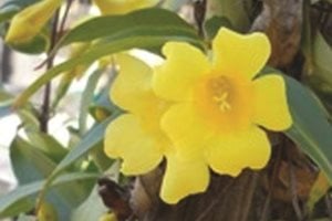 The Green Scene
Chatsworth, CA