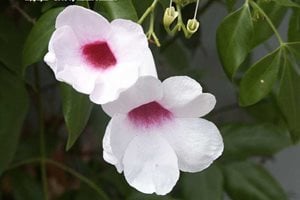 The Green Scene
Chatsworth, CA