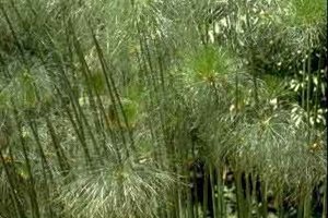 The Green Scene
Chatsworth, CA