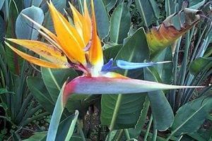 The Green Scene
Chatsworth, CA