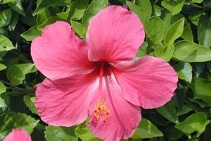 The Green Scene
Chatsworth, CA