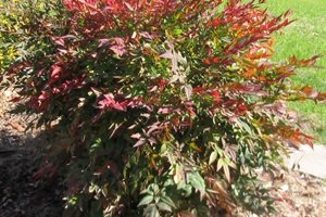 The Green Scene
Chatsworth, CA