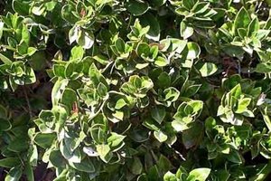 The Green Scene
Chatsworth, CA