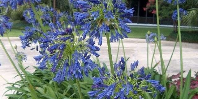 The Green Scene
Chatsworth, CA