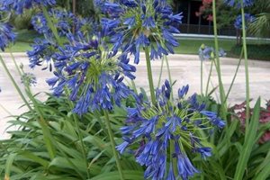 Swimming Pool
The Green Scene
Chatsworth, CA