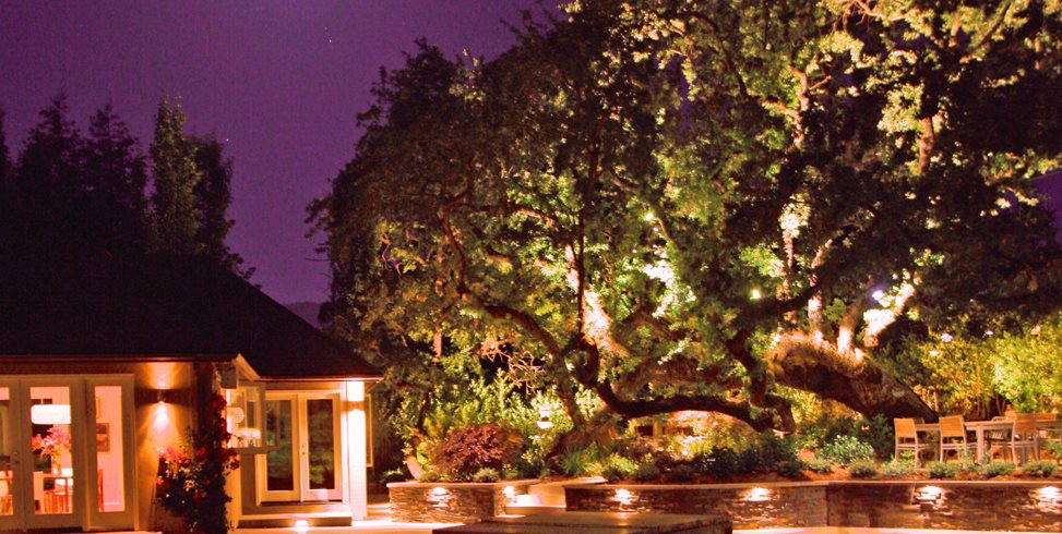 tree, oak, lights, pool