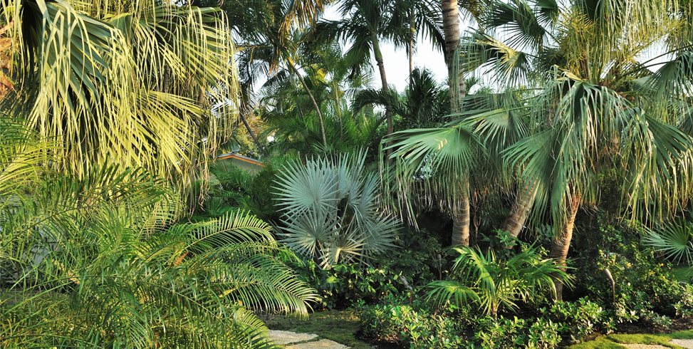 Tropical, Plants
Craig Reynolds Landscape Architecture
Key West, FL