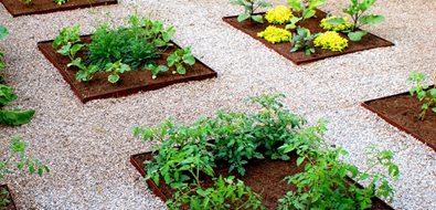 Urban Vegetable Garden