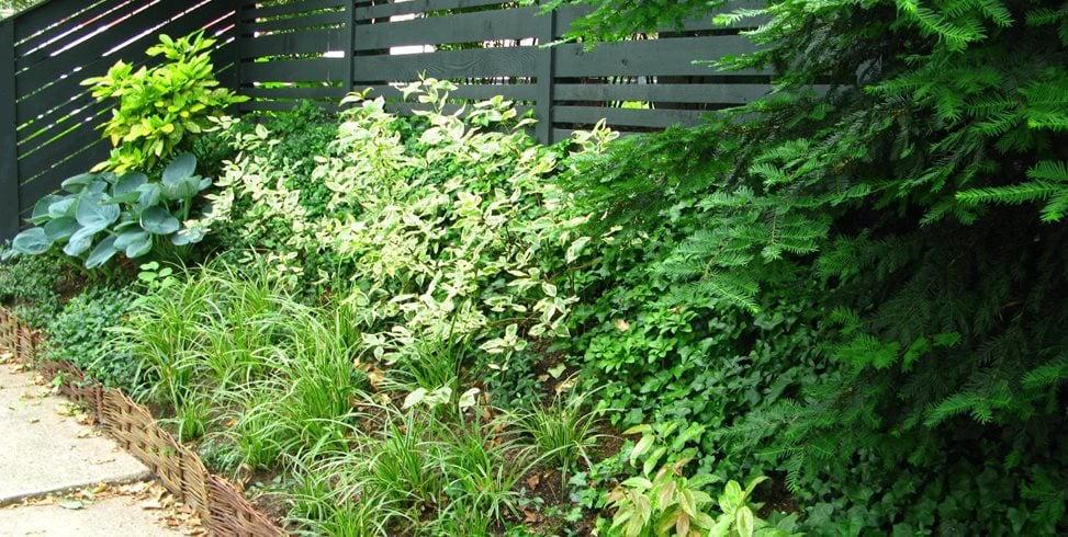 Variegated Perennials
Livable Landscapes
Wyndmoor, PA