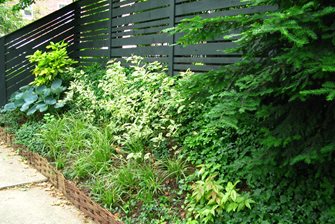 Variegated Perennials