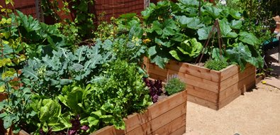 Vegetable Garden
Landscaping Network
Calimesa, CA