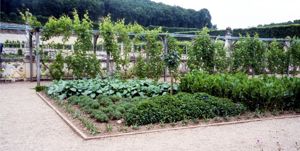 Veggie Garden
Maureen Gilmer
Morongo Valley, CA