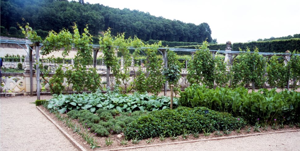 Veggie Garden
Maureen Gilmer
Morongo Valley, CA