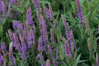 Veronica 'Purpleicious', French Lavender