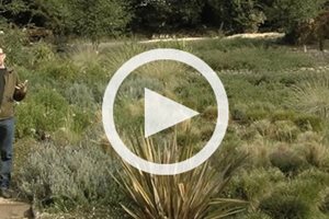 Video
Landscaping Network
Calimesa, CA