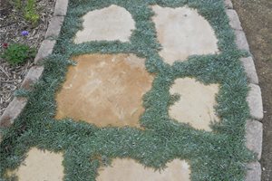Walkway, Grass
Lighting
Landscaping Network
Calimesa, CA