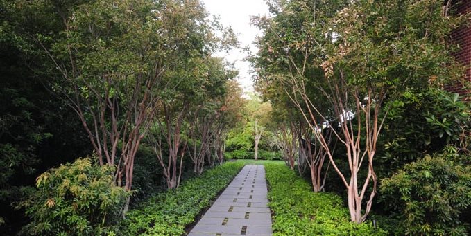 Walkway Trees, Allee
Mediterranean Landscaping
Allworth Design Landscape Architects
Seattle, WA